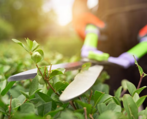 Servicios de jardinería en Sant Cugat Servicios de jardinería en Sant Cugat